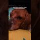 Woman Finds The Saddest Beagle On The Side Of The Road | The Dodo