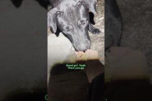 Woman Follows A Stray Pittie And Finds So Many Puppies Hiding | The Dodo
