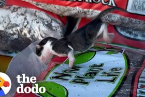 Woman Rescues Newborn Kitten Wrapped In Plastic | The Dodo