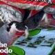 Woman Rescues Newborn Kitten Wrapped In Plastic | The Dodo