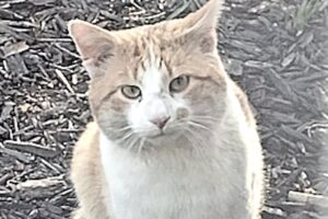 Woman gets big surprise at door after losing her cat