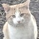 Woman gets big surprise at door after losing her cat