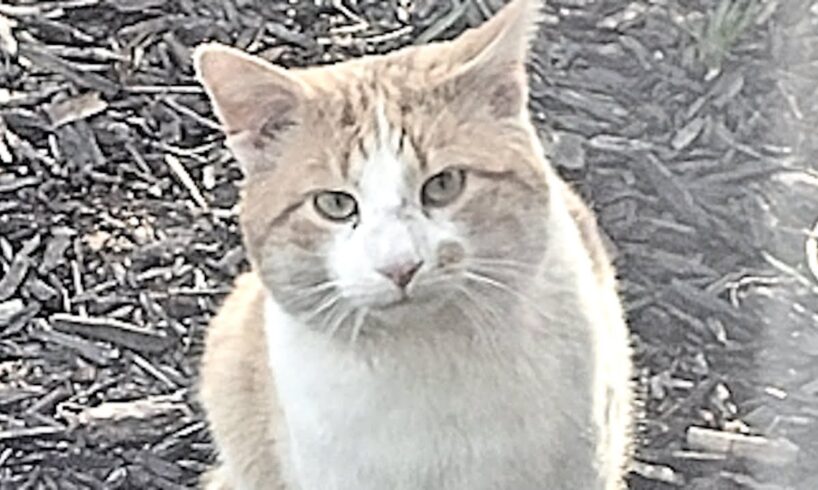 Woman gets big surprise at door after losing her cat