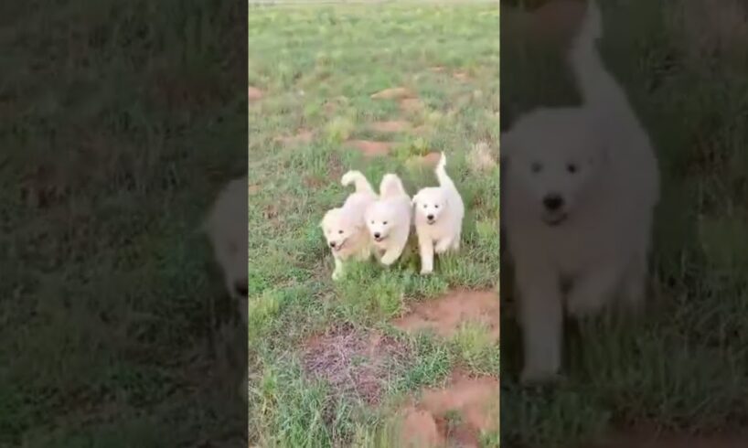 World Cutest puppies