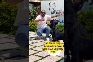 World Famous Cute Puppies || #trending #doglover #shorts