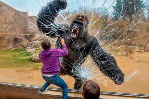 Zoo Breakouts So Crazy They Went Viral! (2025 Footage)