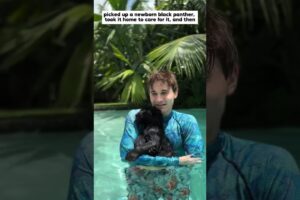 adopted an abandoned baby leopard, and then #panther #animals #shorts