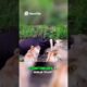 animal fights 8v1 🔥 #animals #animal #fight