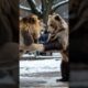 animals fighting #animals #shorts #nature #savane #savane #fighting #attack #video
