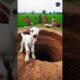 baby goat falls into a very deep well saved by rescue team #humanity #goat #goatvideos #pets #animal