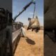 camel unloading 2022 | #shorts #camel2022 #akfunn #animals