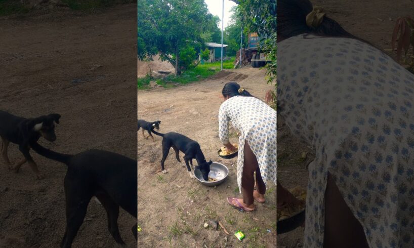 cute dog #doglover#puppy #labrador #shortvideo #