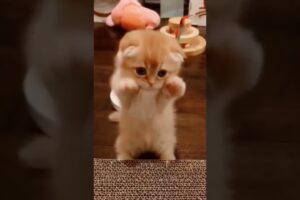cute little kitten - baby cat #babycat #kitten #cat