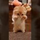 cute little kitten - baby cat #babycat #kitten #cat