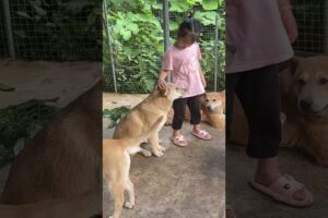 cute puppies 6091