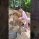 cute puppies 620
