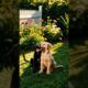 cute puppies adorable video #puppy #cute #cutedog #dog #shorts