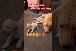 cute puppies and Tom and Jerry🐕🤩🥰🤗❤👌#shorts #puppies #labrador #