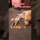 cute puppies and Tom and Jerry🐕🤩🥰🤗❤👌#shorts #puppies #labrador #