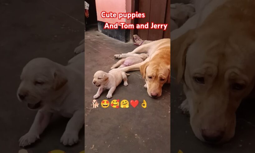 cute puppies and Tom and Jerry🐕🤩🥰🤗❤👌#shorts #puppies #labrador #