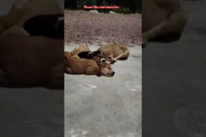 cute puppies are sleeping😴😴