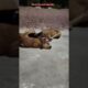 cute puppies are sleeping😴😴