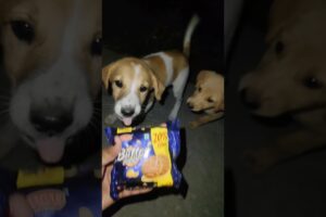 cute puppies🥹🥹 #cute #puppy #streetdog #dog #puppyvideos #indianbreed ##dogie #animallovers #animal