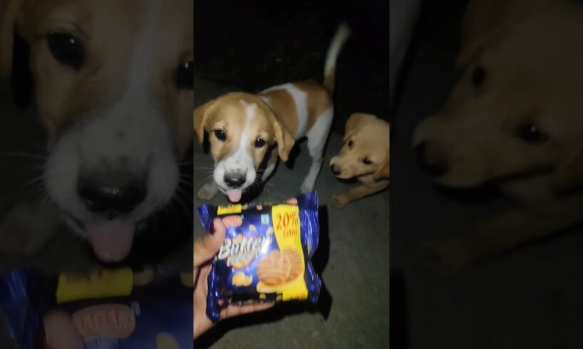cute puppies🥹🥹 #cute #puppy #streetdog #dog #puppyvideos #indianbreed ##dogie #animallovers #animal