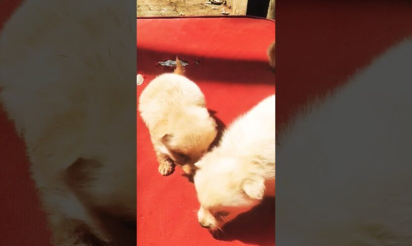 cute puppies #funny #puppies #cute puppies #beautiful puppies