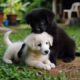 cute puppies funny video #cute #puppy #cutedog #dog #frenchbulldog