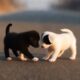 cute puppies funny video #puppy #cute #cutedog #dog #frenchbulldog