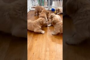 cute puppies playing adorable video #puppy #dog #cutedog #pets #dogvideos #trending #dogs #shorts