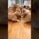 cute puppies playing adorable video #puppy #dog #cutedog #pets #dogvideos #trending #dogs #shorts
