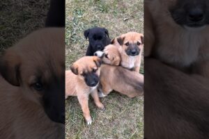 cute puppies playing adorable video #puppy #dog #dogs #cutedog #trending #youtubeshorts #pet #shorts