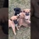 cute puppies playing adorable video #puppy #dog #dogs #cutedog #trending #youtubeshorts #pet #shorts