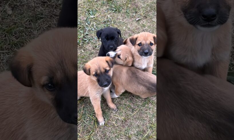 cute puppies playing adorable video #puppy #dog #dogs #cutedog #trending #youtubeshorts #pet #shorts