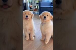 cute puppies playing adorable video #puppy #pets #goldenretriever #dog #cutedog #trending #shorts