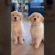cute puppies playing adorable video #puppy #pets #goldenretriever #dog #cutedog #trending #shorts