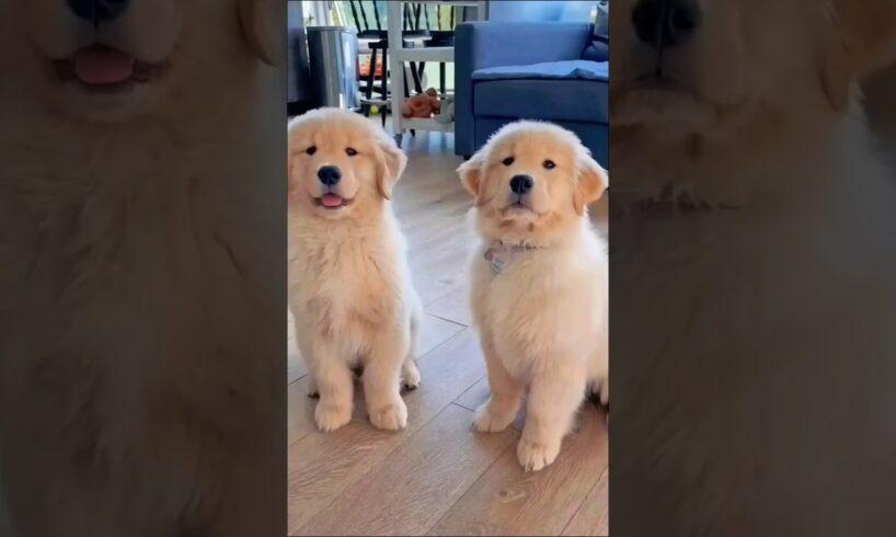 cute puppies playing adorable video #puppy #pets #goldenretriever #dog #cutedog #trending #shorts