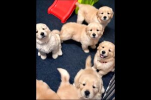 cute puppies playing and fighting adorable video #puppy #dog #cutedog #dogs #pets #dogvideos #shorts