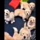 cute puppies playing and fighting adorable video #puppy #dog #cutedog #dogs #pets #dogvideos #shorts