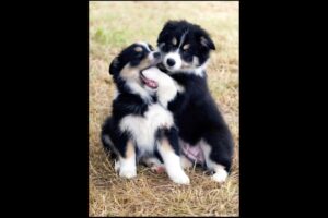 cute puppies playing and fighting adorable video #puppy #dog #pets #dogvideos #trending #pet #shorts