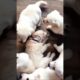 cute puppies playing cute video #dog #puppies #dogvideos #pets #puppy #trending #dogs #cute #shorts