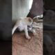 cute puppies 🥰 #puppy #dog