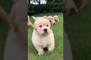 cute puppies running and playing outdoor cute video #puppy #dog #puppies #cuteanimals #pets #shorts