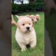 cute puppies running and playing outdoor cute video #puppy #dog #puppies #cuteanimals #pets #shorts
