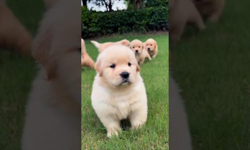 cute puppies running and playing outdoor cute video #puppy #dog #puppies #cuteanimals #pets #shorts