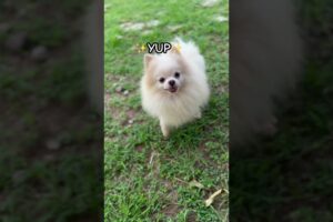 #cutedog #dogshorts #cute #pets #funny #dog