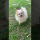 #cutedog #dogshorts #cute #pets #funny #dog