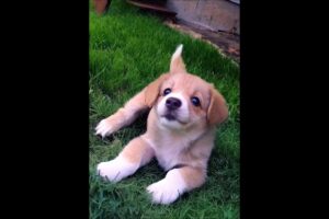cutest little puppy dog playing in the garden #dog #puppy #pets #cutedog #trending #dogs #shorts